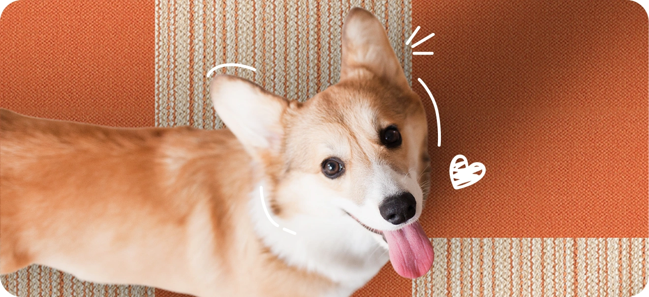 Pet feel Comfort with Carpet Tiles